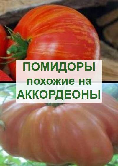 двухцветный аккордеон