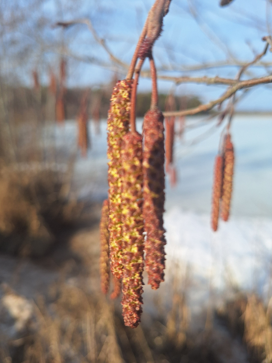 Ольха цветет