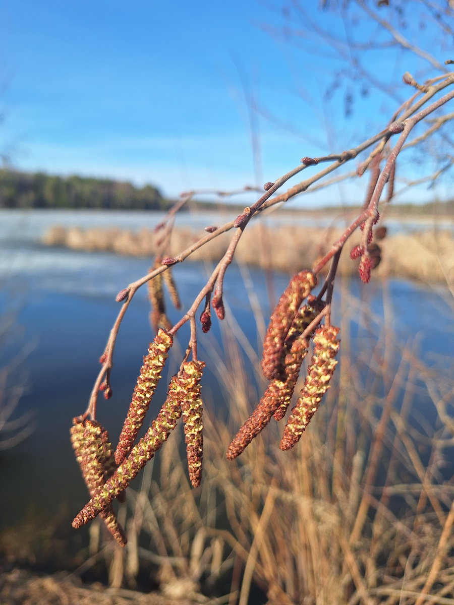 Ольха в своём цветении