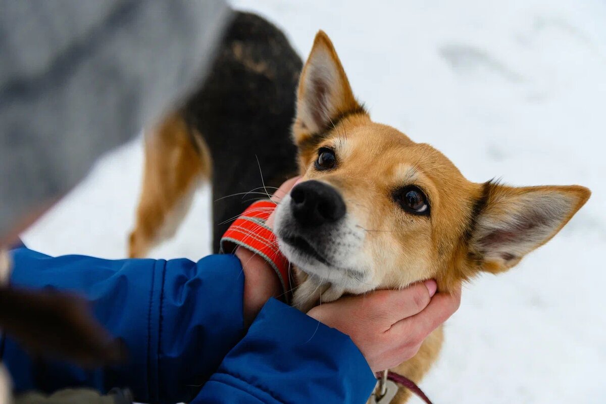 Собака, попав в приют, первое время находится в стрессе, потому что у нее изменились условия жизни.