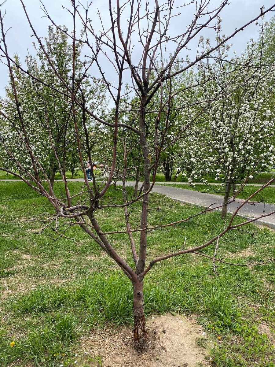"Это не нападение животных и не болезнь. Это работа... вашего триммера!"