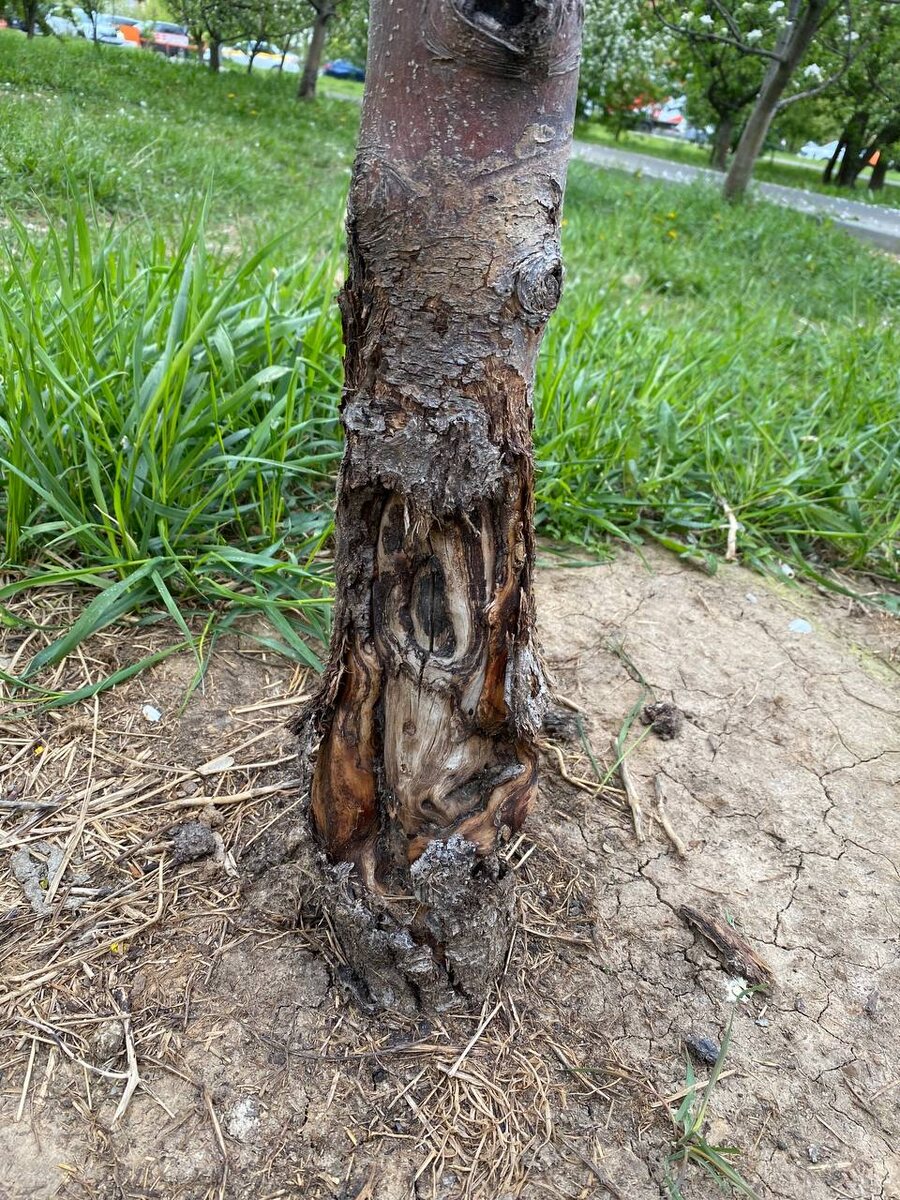 "За 3 года таких микротравм накапливается столько, что дерево теряет 40% жизненных сил!"