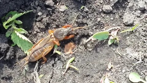 Медведка. Фото из открытых источников