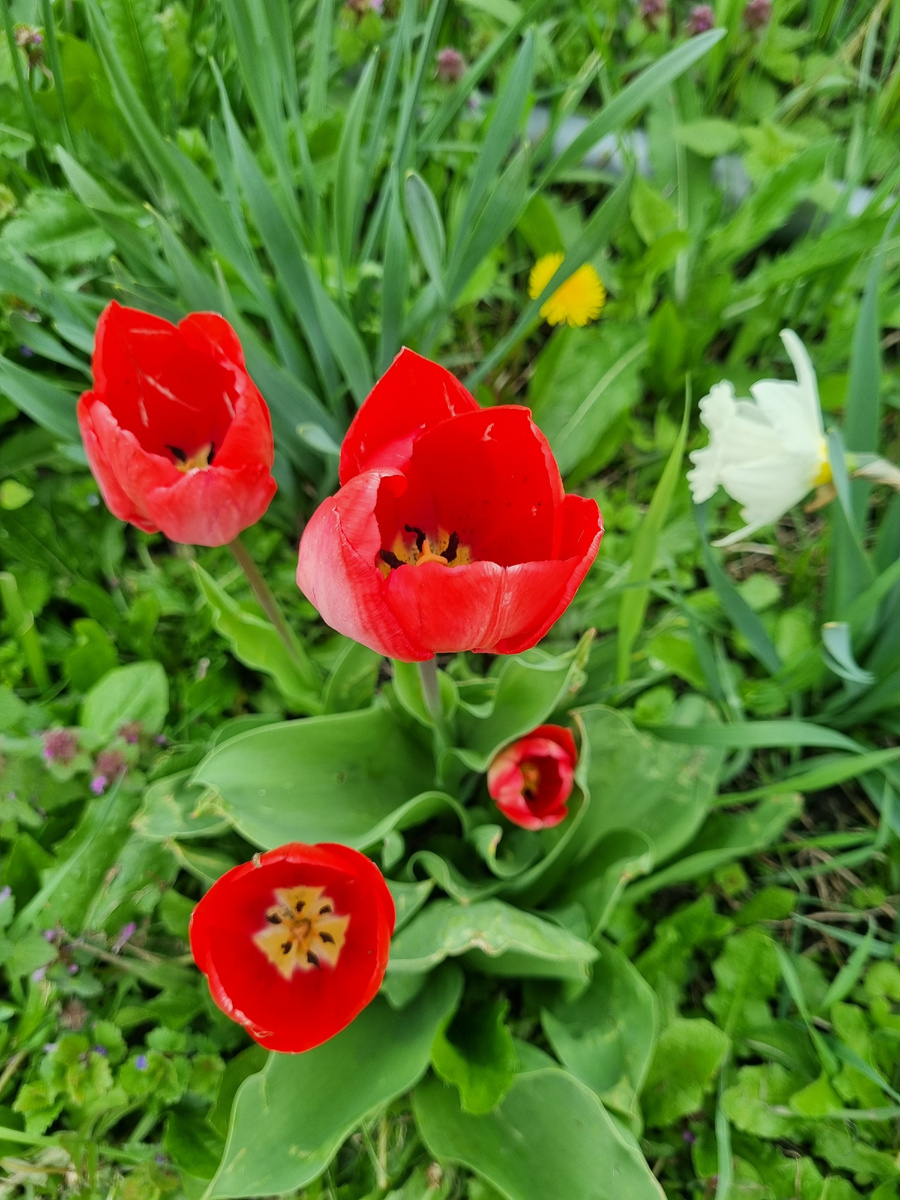 А это мои,этого года