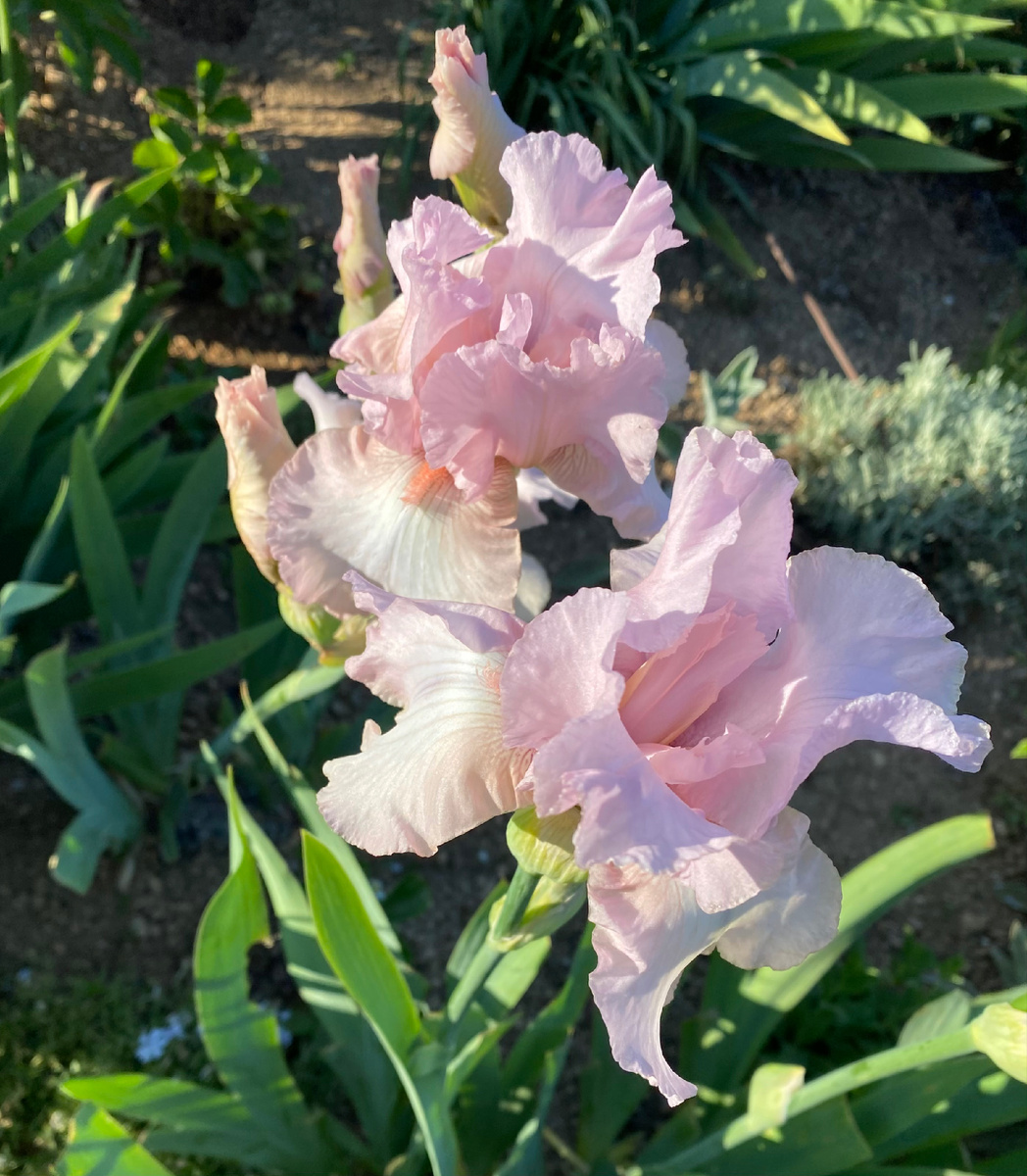 25г. На солнце