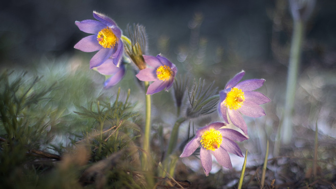 Фото: Антон Кубышкин/"Грибы и грибники СПБ/ВКонтакте"