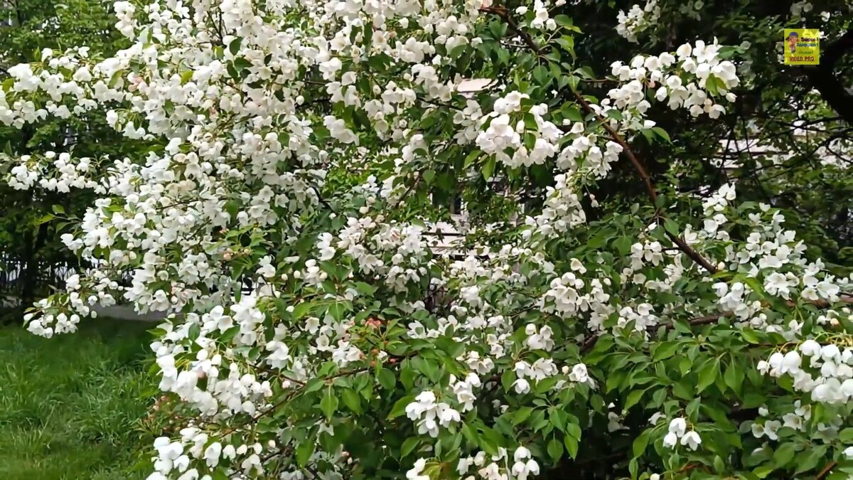 Красота цветения