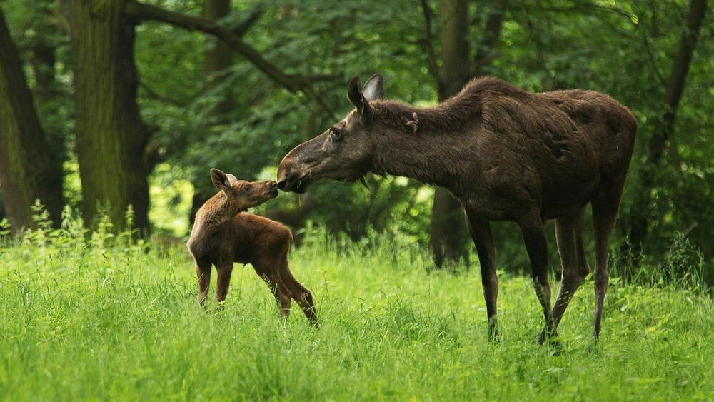    Фото: Martin Surynek/Shutterstock/Fotodom