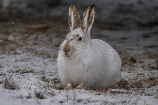 К чему по примете встретить белого зайца