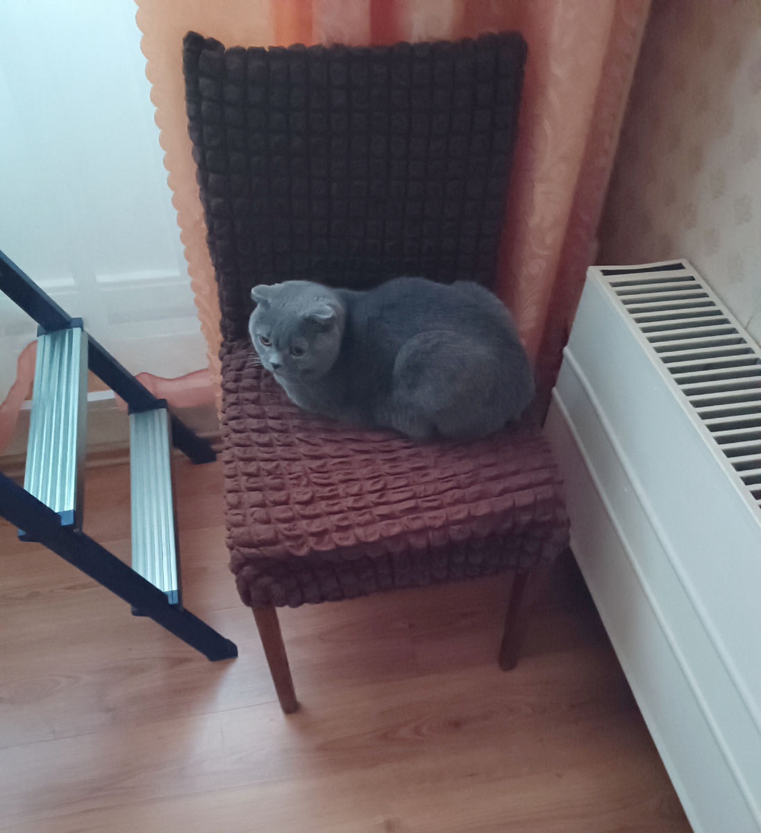 На улице ещё холодно, балкон приоткрыт, а Баксу прохлада нипочём!!🙀😺