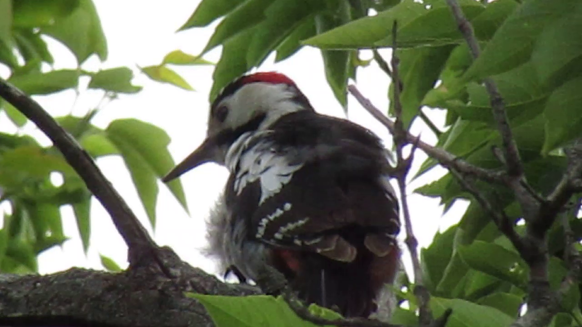 Белоспинный дятел