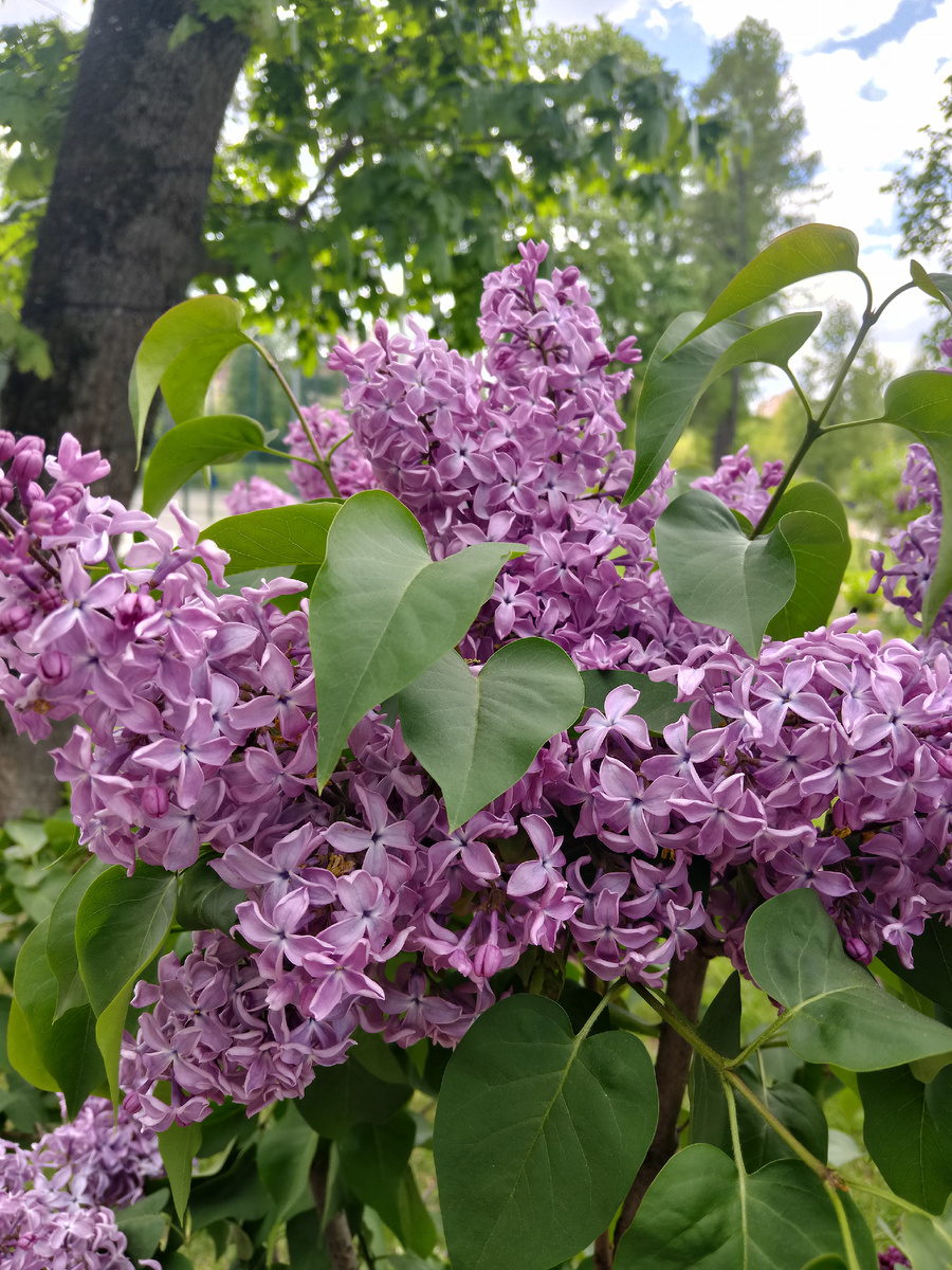 Моя любимая сирень