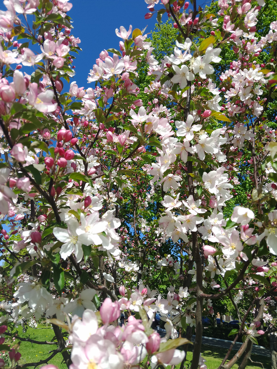 Когда цветут деревья, это такое чудо! 