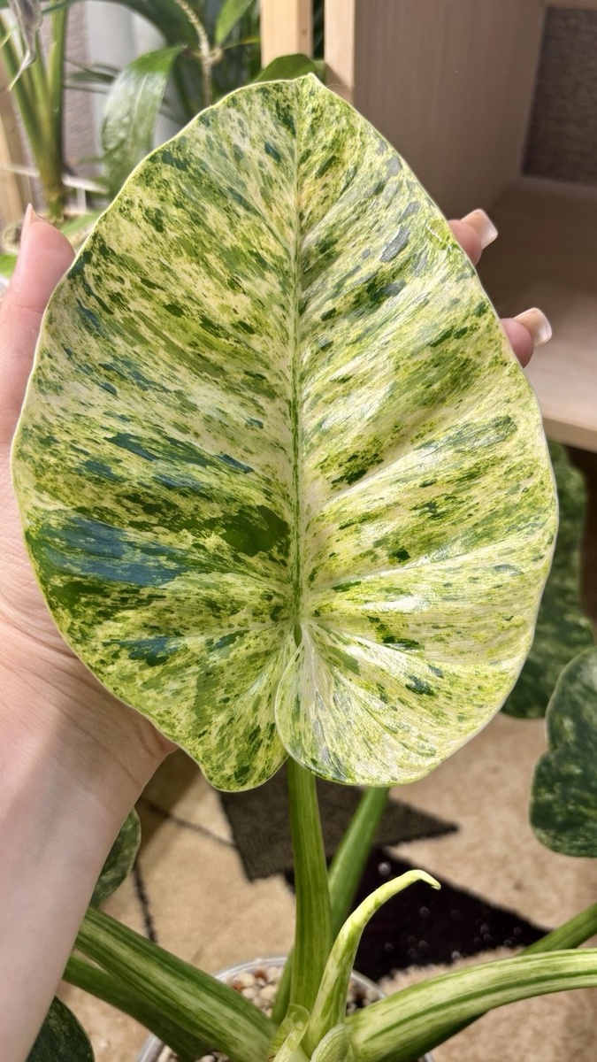 Вы только посмотрите на этого красавца!