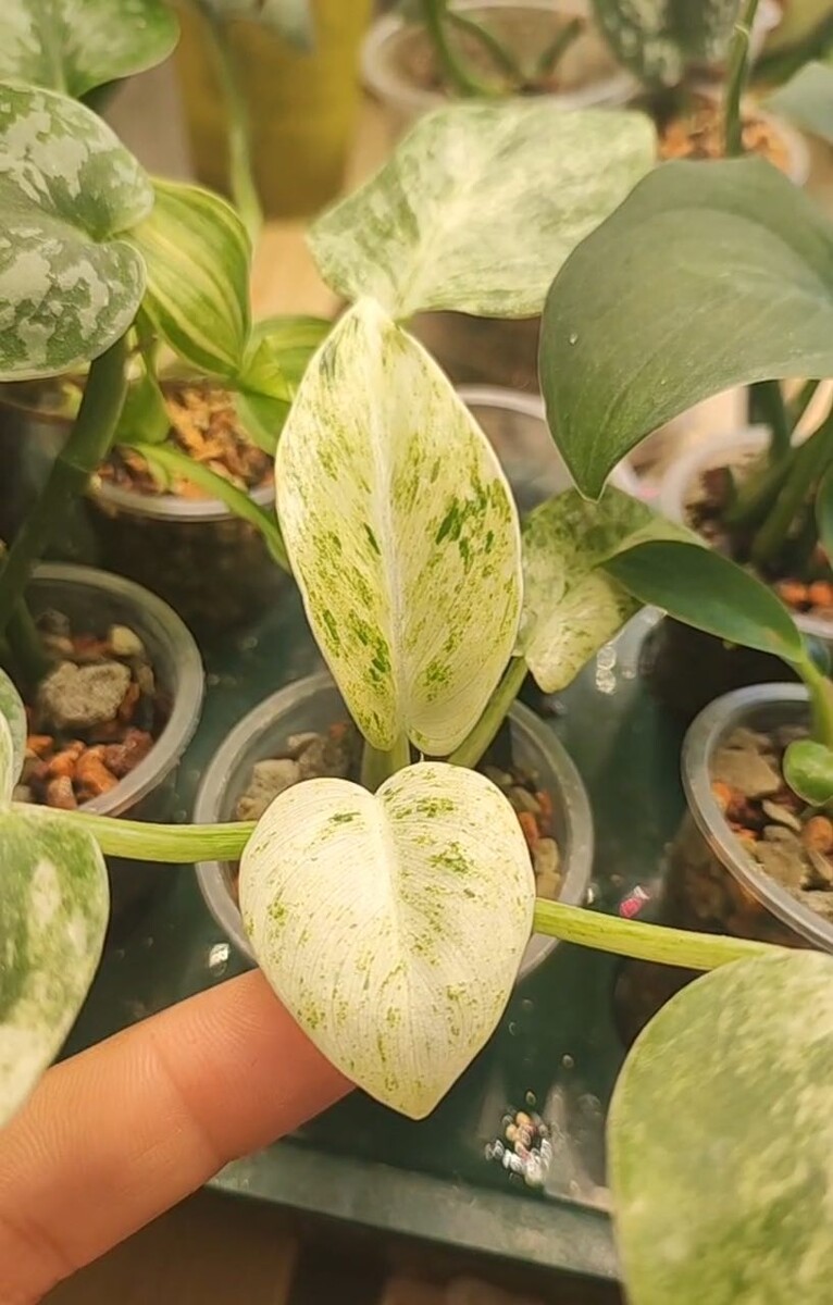 Вот таким крошкой он был.