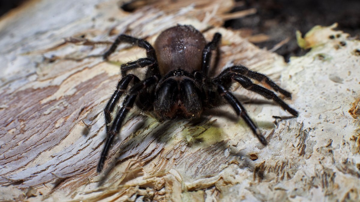 Sydney Funnel-web spider (воронкообразный паук Сиднея)