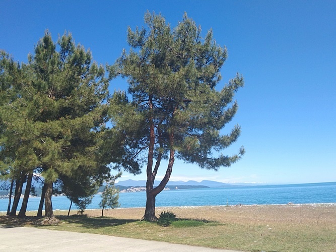 Берег опк "Пицунда", фото автора