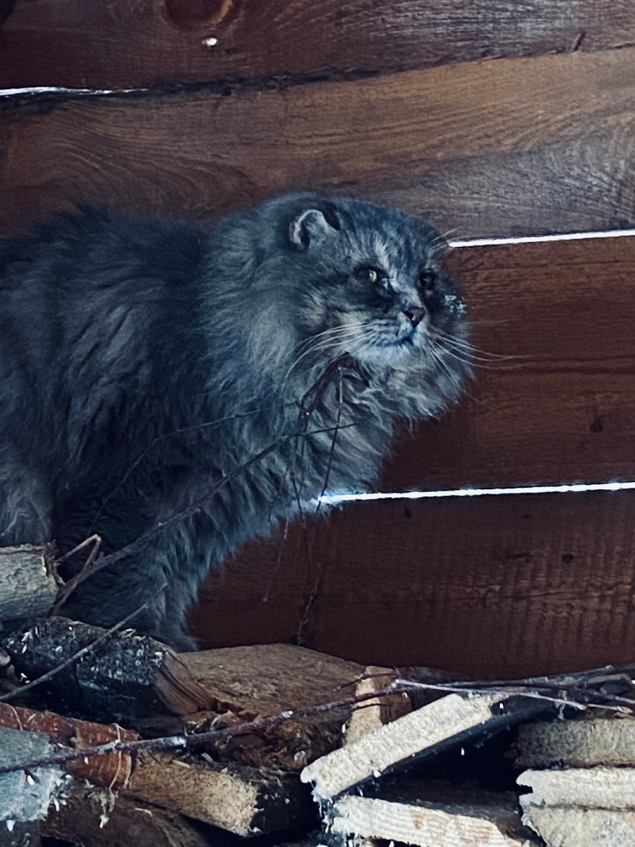 Проверка дровника в январе 2024 года.  Везде фото автора.