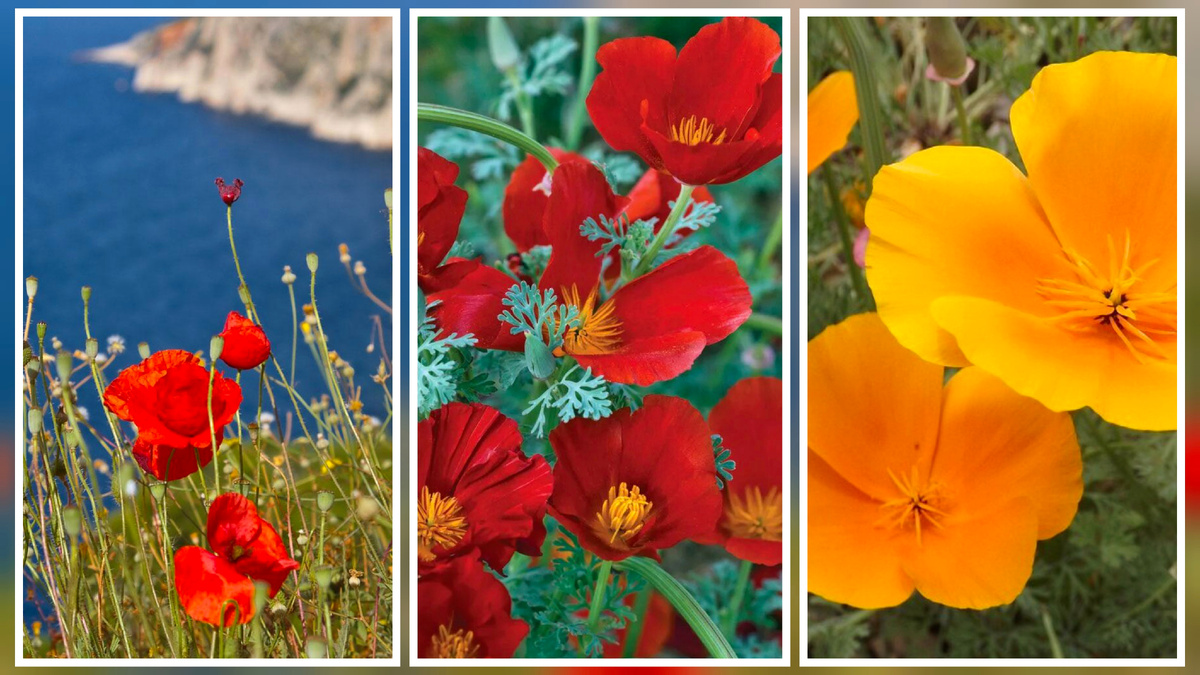 Слева на право - Мак дикорастущий, второе изображение Эшолтция красная, третье изображение Эшолтция оранжевая.
