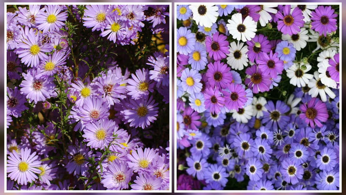 Слева - Астра луговая, справа - Брахикома.