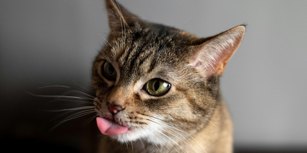 Как кошки разговаривают с нами: гид по кошачьей «речи»