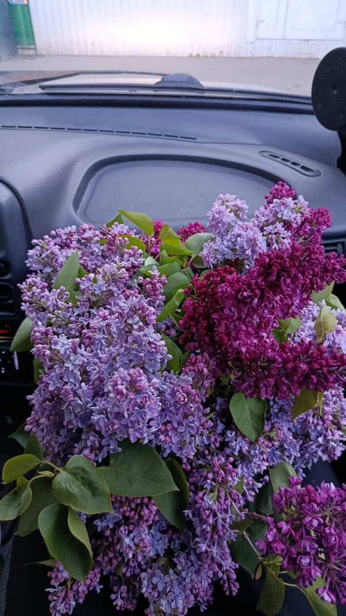 Радует природа на улице, зелень, цветущая сирень и  скоро начало лета))))) 