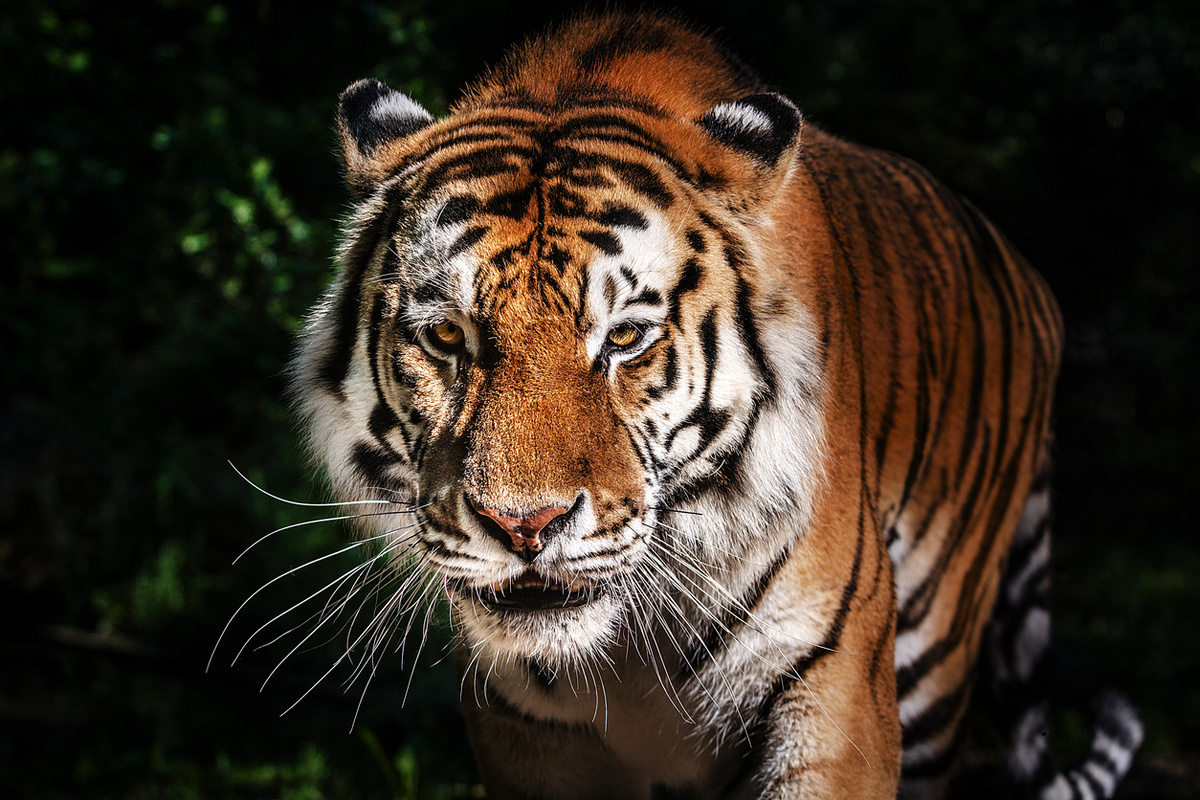 Zocha_K/istock