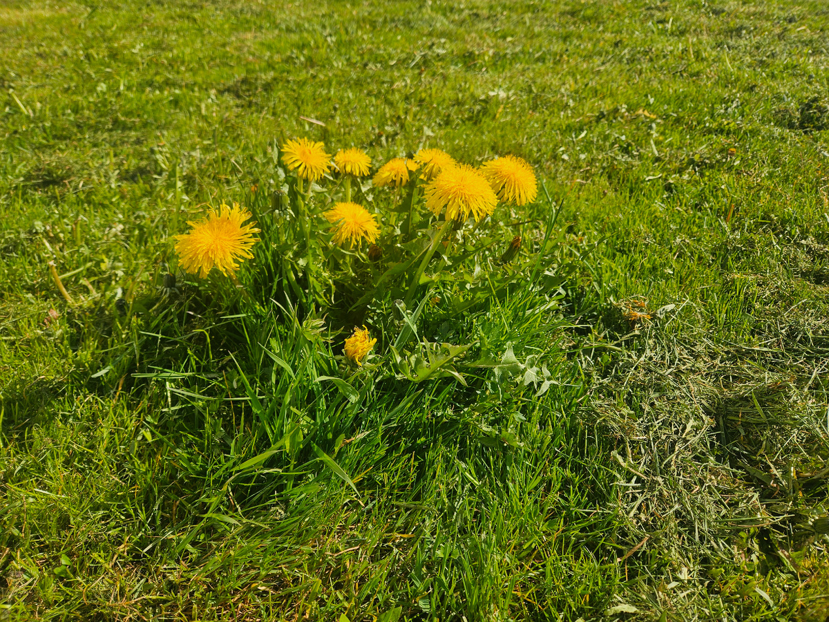 Одуванчиковый газон.