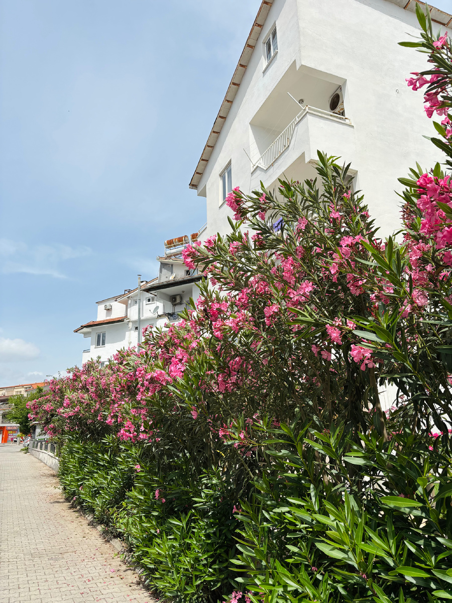 Олеандры у отеля