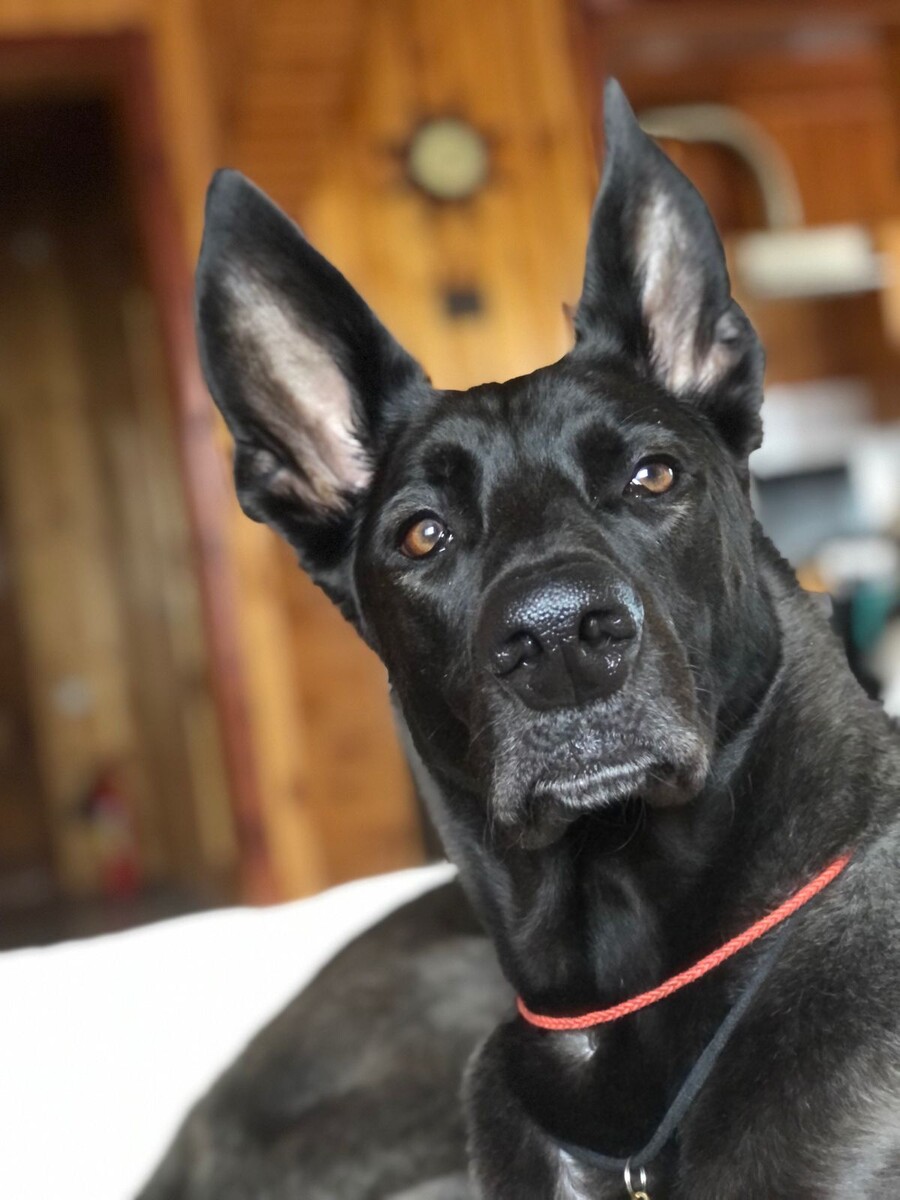 Наш бывший выпускник Шанхай уже несколько лет на мясе