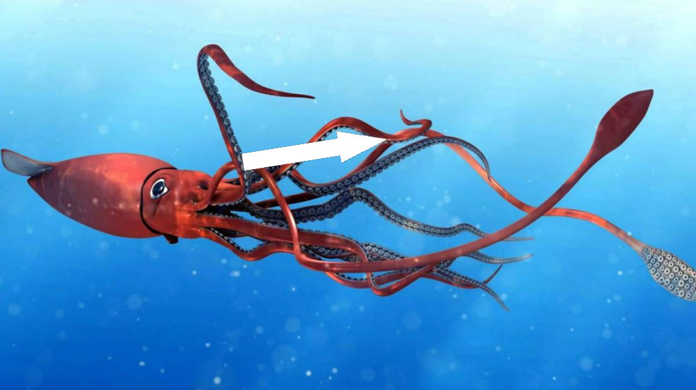   Гигантские кальмары-убийцы существуют и вот доказательства
