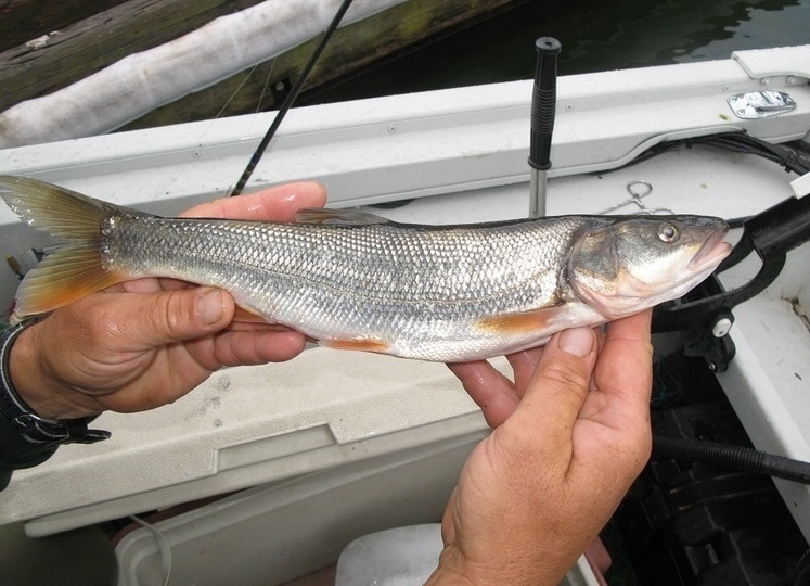 Поймать «пакемона» и приятно и полезно..