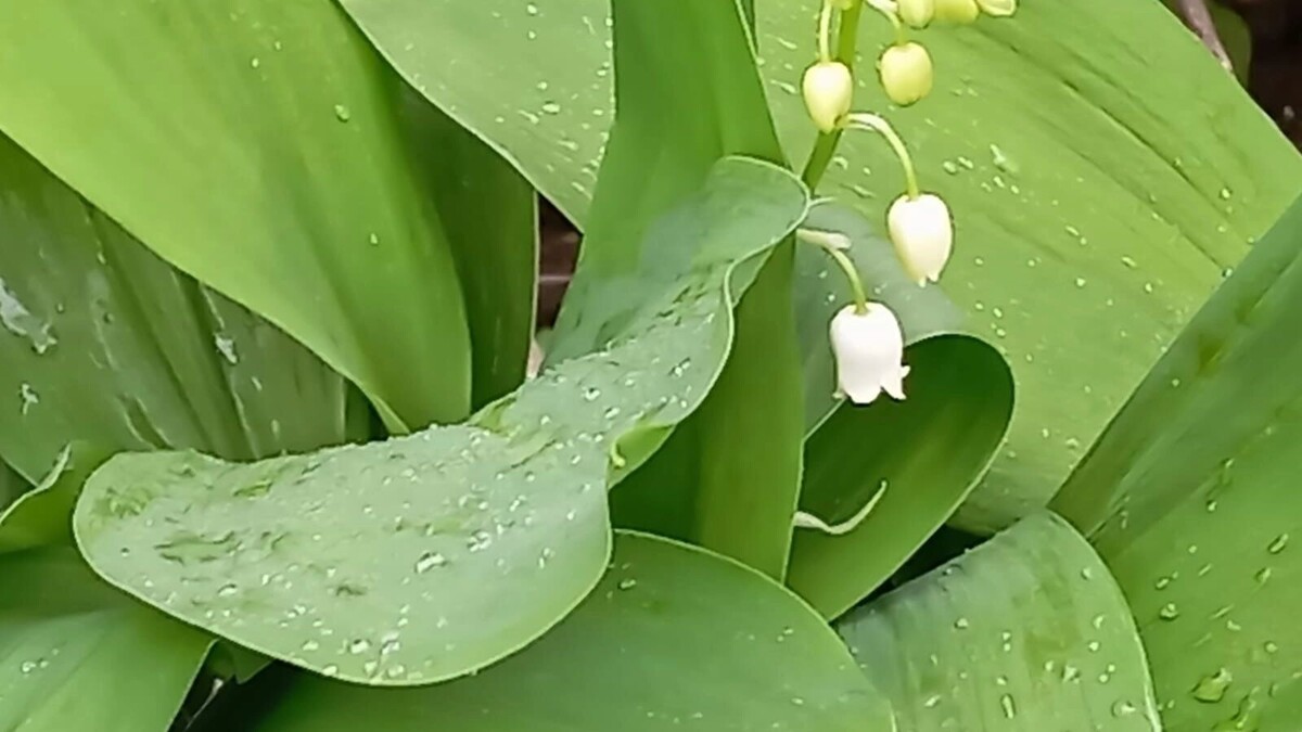     Источник: transsibinfo.com