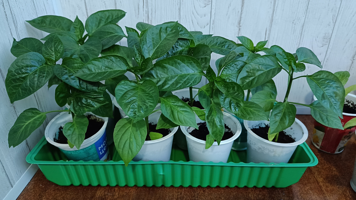 Рассада перца на балконе.