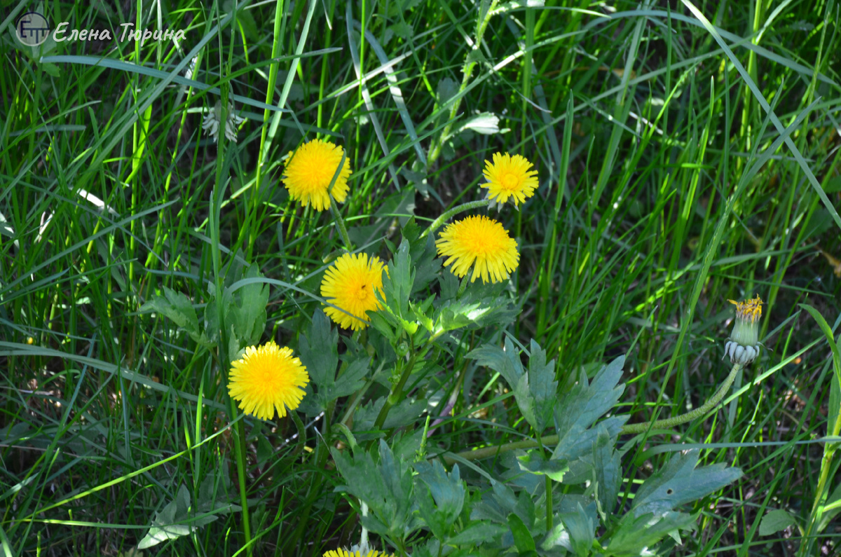 Фото: Елены Тюриной. За калиткой. 2021 г.