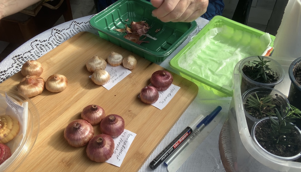 Осмотр луковиц