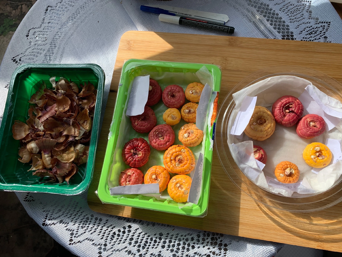 Луковицы гладиолусов