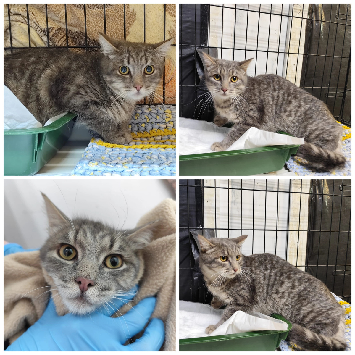 Урбино найден на улице, брат Ридли.