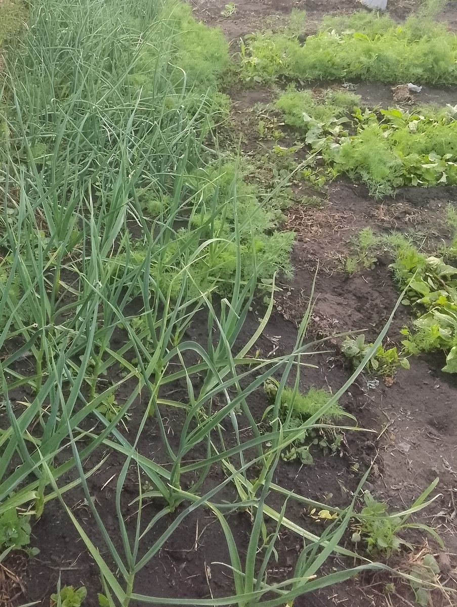 Чеснок "Шадейка", а в продолжении чеснока лук севок, 