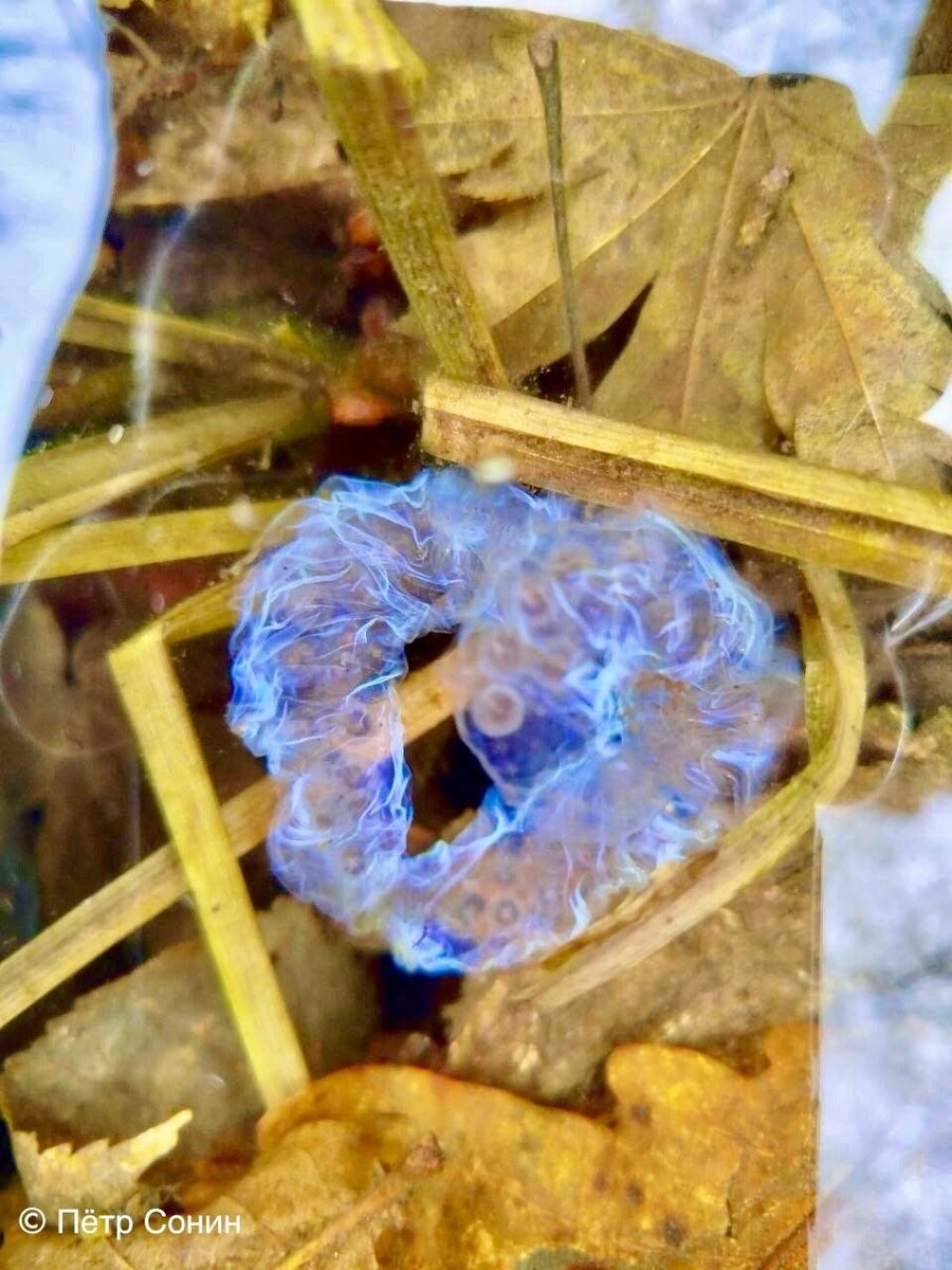     Автор: Пётр Сонин Источник: @amurleo_land