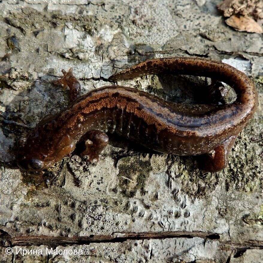     Автор: Пётр Сонин Источник: @amurleo_land