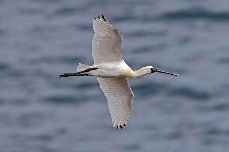    Источник фото: ФГБУ "Земля леопарда"