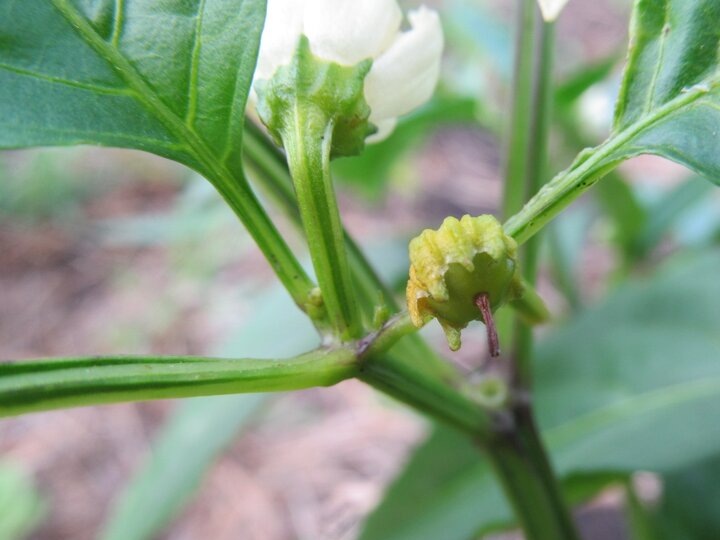 Перец после цветения: подкормка для крупных и толстостенных плодов. И 3 “не”: почему у перца все иначе, не как у томата - про отличия