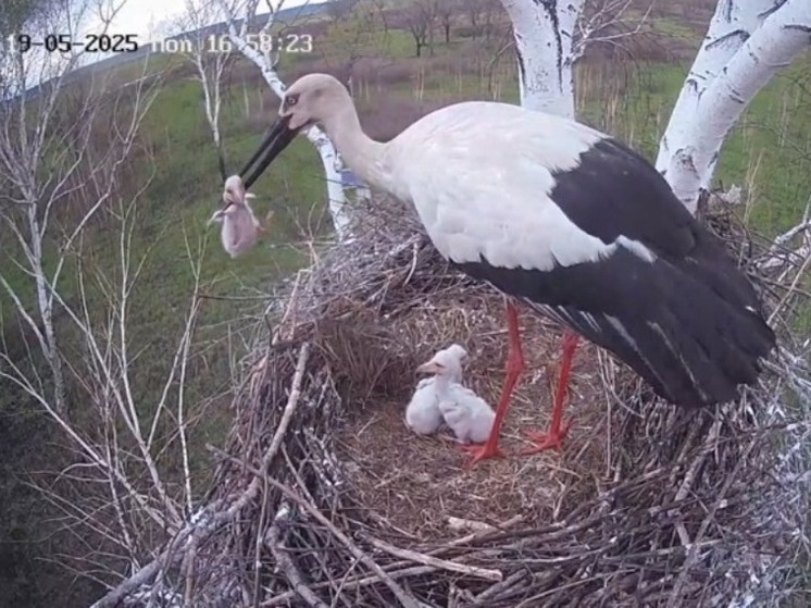     «Это случилось вновь»: в Приамурье аист-отец выкидывает птенцов из гнезда ФОТО: скрин видео