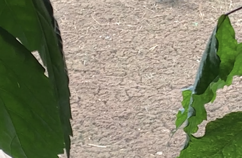 Был домашний ворон.