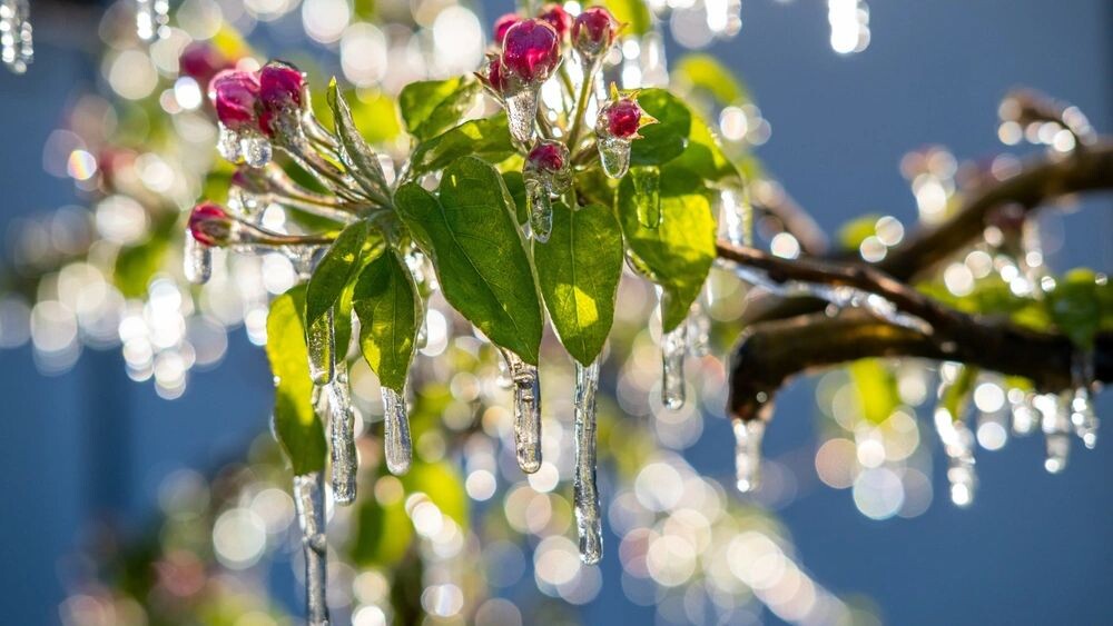    Фото: DonMarcito/Shutterstock/Fotodom