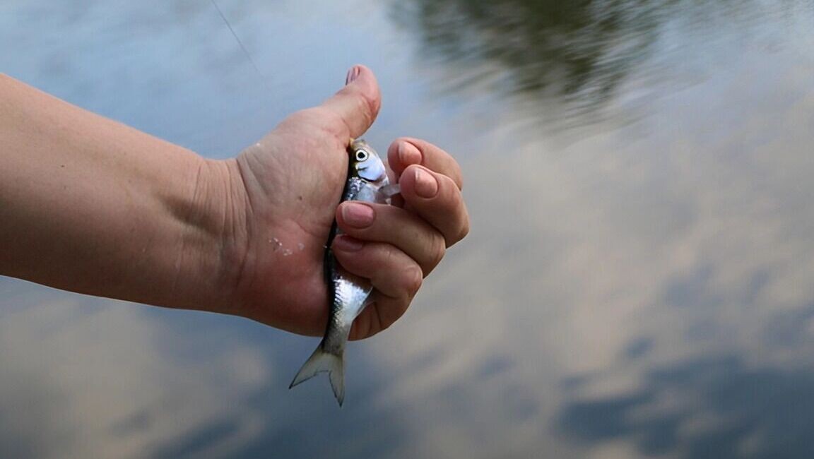     Источник: 1MI