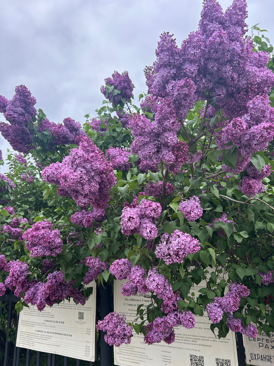 Сирень в Ивановке