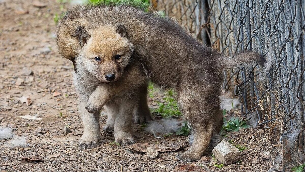     Источник: t.me/roev_ruchey