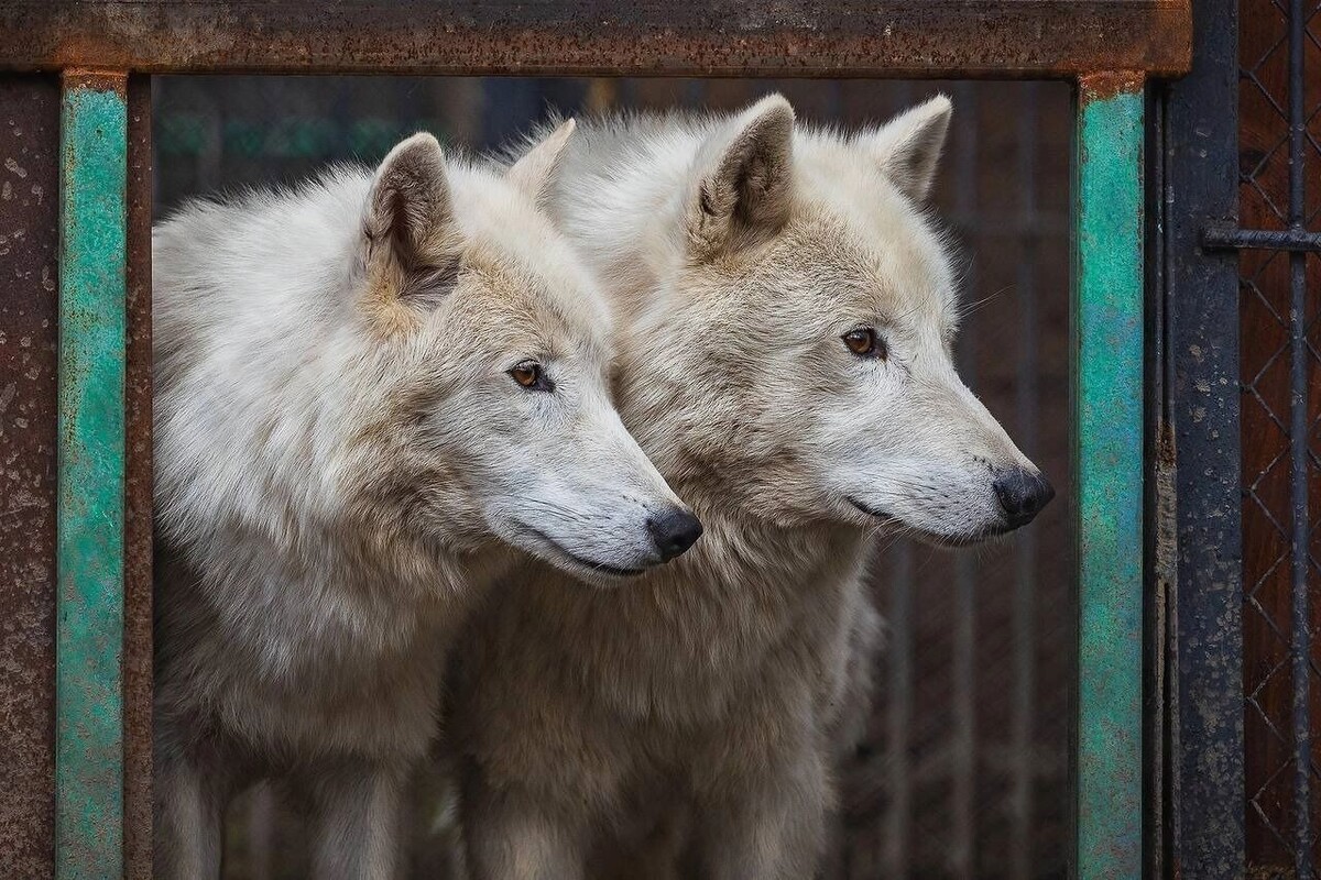     Источник: t.me/roev_ruchey